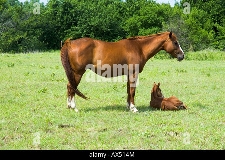 Ein American Quarter Horse Stute und Fohlen. Oklahoma, USA. Stockfoto