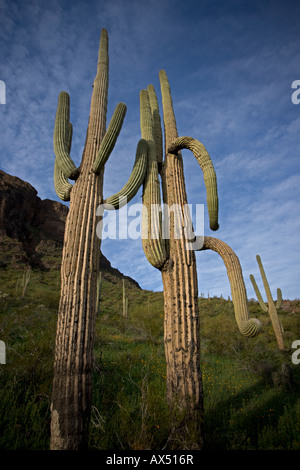 Saguaro Kakteen (Carnegiea Gigantea) Picacho Peak State Park-Darstellung Mexican Gold Mohnblumen blühen - Sonora-Wüste-Arizona-USA Stockfoto