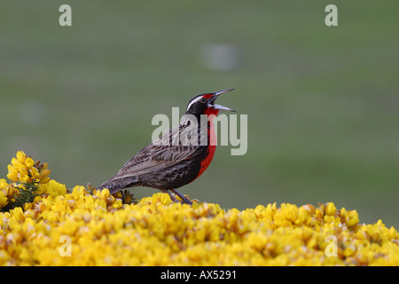 Lange tailed Meadowlark militärische Starling Sturnella Loyca Falkland singen fordert Ginster Stockfoto