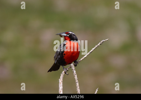 Lange tailed Meadowlark oder militärische Starling Sturnella Loyca Falkland mit Essen in Rechnung Stockfoto