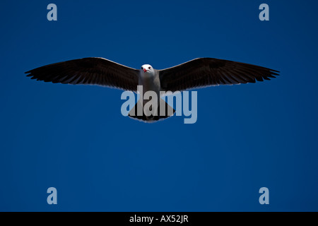 Heermann Möwe (Larus Heermanni) Erwachsenen Soaring Sonora Mexiko Stockfoto