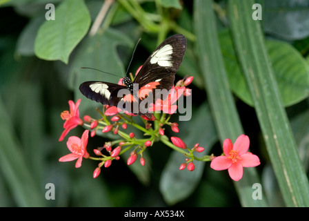 gemeinsamen Postbote Schmetterling ruht auf einer rosa Blüte mit Hintergrund aus grünen Blättern Stockfoto