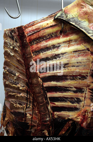 Bio-Rindfleisch hängt Metzgerei Haken in einem Bauernhof Gefrierschrank Raum Stockfoto