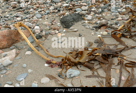 Kennack Sand Kuggar in der Nähe von Helston Cornwall England GB Großbritannien 2008 Stockfoto