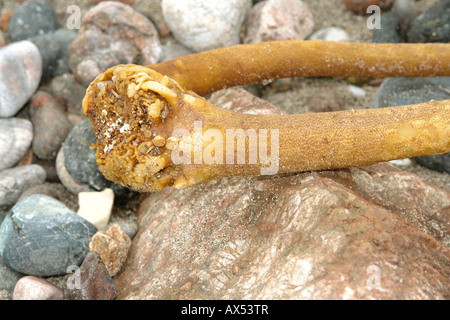 Kennack Sand Kuggar in der Nähe von Helston Cornwall England GB Großbritannien 2008 Stockfoto