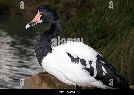 Pied/Elster/Semi-palmated Gans - Anseranas Semipalmata-Familie Anseranatinae Stockfoto