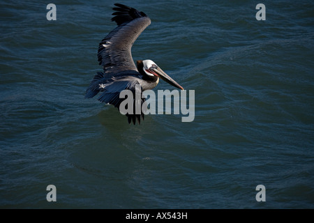 Brauner Pelikan (Pelecanus Occidentalis) Sonora Mexiko Erwachsenen fliegen Stockfoto