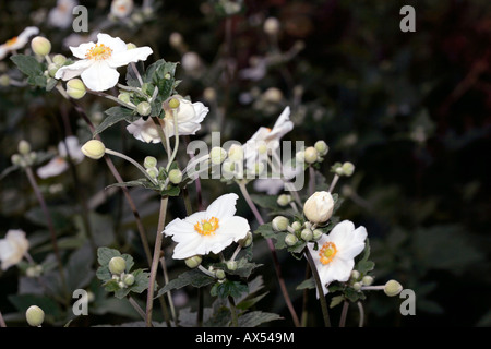 Snowdrop Windflower/Schneeglöckchen Anemone-Anemone Sylvestris Familie Butterblume Stockfoto