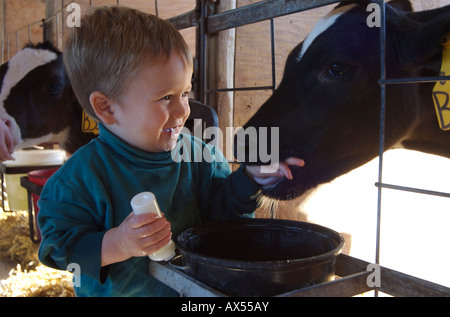 Ein junges Kalb saugt an der Hand eines erfreut einjährigen jungen auf einem Milchviehbetrieb Stockfoto