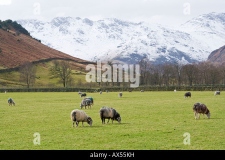 Schafe grasen auf den Langdale Tal, Cumbria, UK. Stockfoto