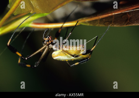 Golden Orb oder Seidenspinne Nephila Clavipes Nicaragua Stockfoto