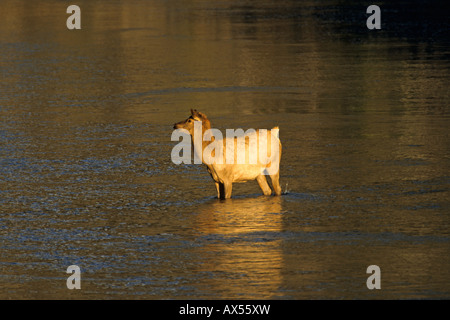 Weibliche Kuh Elch stehend in einem Fluss in den frühen Morgenstunden Licht im Herbst in Yellowstone Nationalpark USA Nordamerika Stockfoto