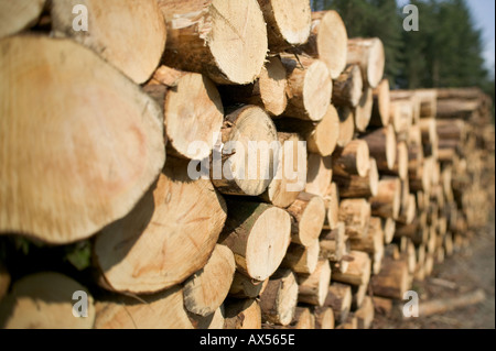 Holz-Stapel Holz Ernte Carmarthenshire Wales Stockfoto