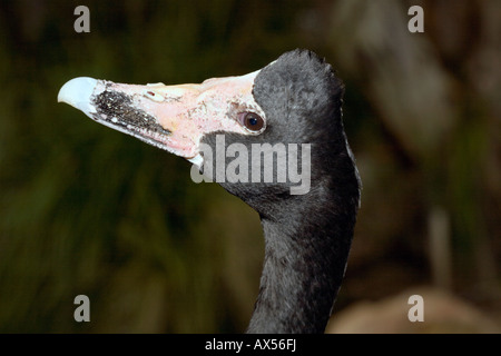 Pied/Elster/Semi-palmated Gans - Anseranas Semipalmata-Familie Anseranatinae Stockfoto