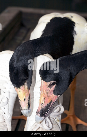 Pied/Elster/Semi-palmated Gans Pair - Anseranas Semipalmata-Familie Anseranatinae Stockfoto