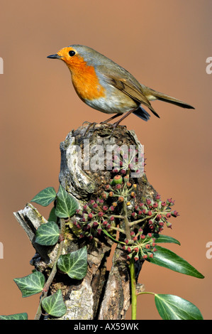 Robin (Erithacus Rubecula) auf Barsch Stockfoto