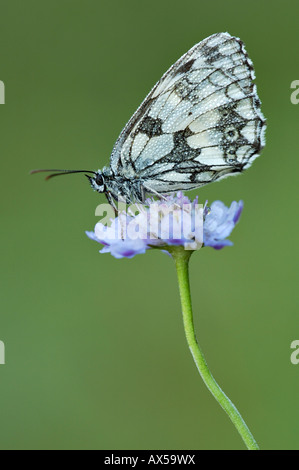 Schachbrettfalter (Melanargia Galathea) mit Tautropfen Stockfoto