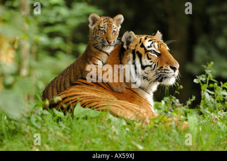 Sibirischer Tiger (Panthera Tigris Altaica) mit Jungtier Stockfoto