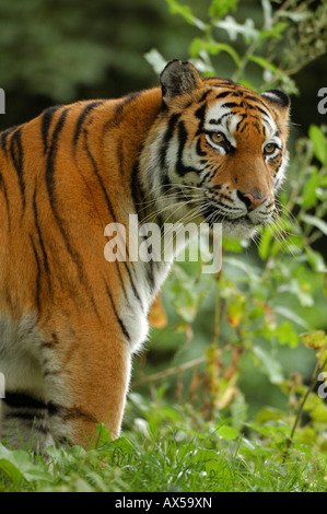 Sibirischer Tiger (Panthera Tigris Altaica) Stockfoto