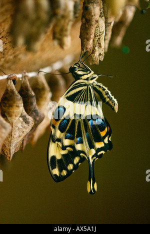 Neu entstanden große Kaiser Swallowtail Schmetterling hängt vom Kokon Folge von Chrysalis, immer bereit, die Flucht ergreifen Stockfoto