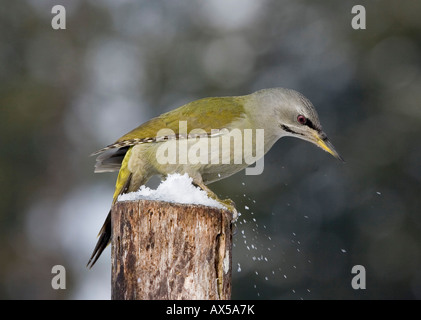 Grauspecht (Picus Canus), Weiblich, auf abgestorbenem Holz im winter Stockfoto