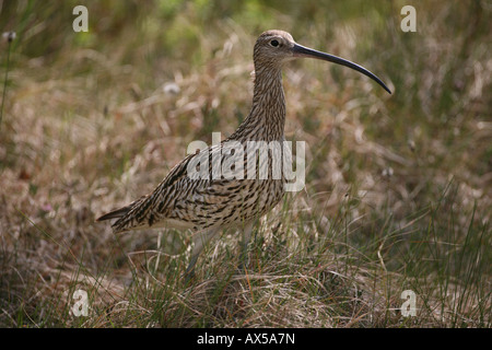 Eurasische Brachvogel (Numenius Arquata) im Moor, Schweden Stockfoto