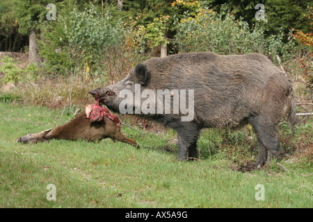 Wildschwein (Sus Scrofa), Männlich, totes Reh Essen Stockfoto