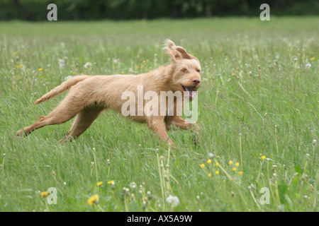 Ungarischen Drahthaar Vizsla, Jagdhund, springen Stockfoto