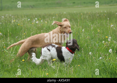 Magyar Vizsla Drahthaar und kleines Munsterlander, Jagdhunde, springen Stockfoto