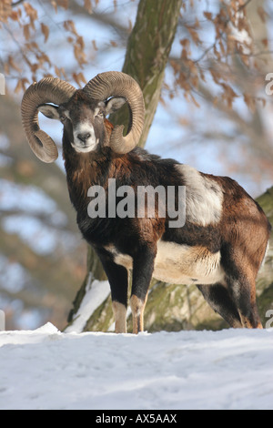 Mufflon (Ovis Ammon Musimon), Männlich, im Winter, Allgäu, Deutschland Stockfoto