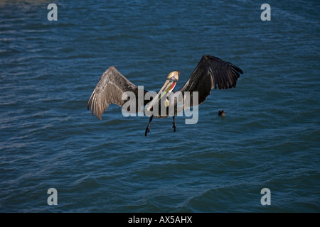 Brauner Pelikan (Pelecanus Occidentalis) Sonora Mexiko Erwachsenen fliegen Stockfoto