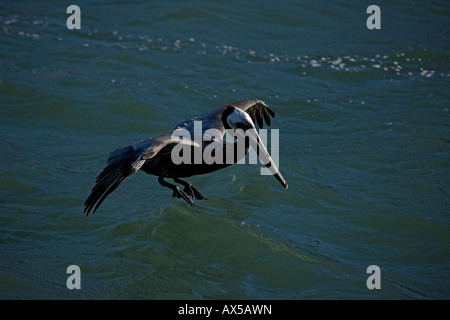 Brauner Pelikan (Pelecanus Occidentalis) Sonora Mexiko Erwachsenen fliegen Stockfoto