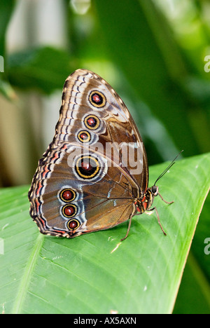 Blauen Morpho Schmetterling Nachtfalter auf grünes Blatt Stockfoto