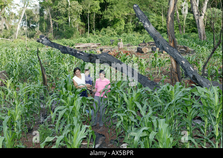 Frauen und Kinder in einem Mais und Maniok Feld frisch geräumt Regenwald, Asunción, Paraguay, Südamerika Stockfoto