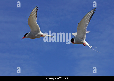 Fliegende Küstenseeschwalben (Sterna Paradisaea) Stockfoto