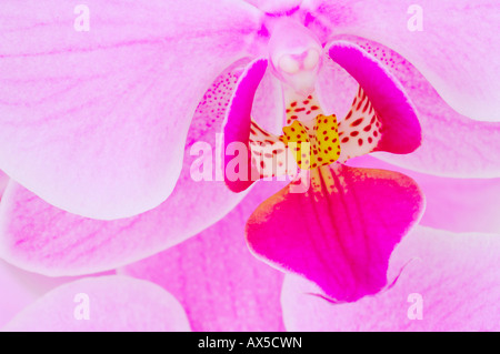 Orchidee (Phalaenopsis sp.) Stockfoto