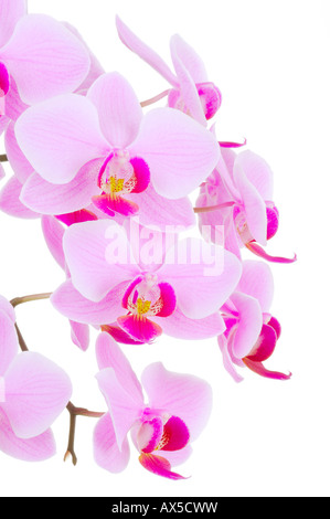 Orchideen (Phalaenopsis sp.) Stockfoto