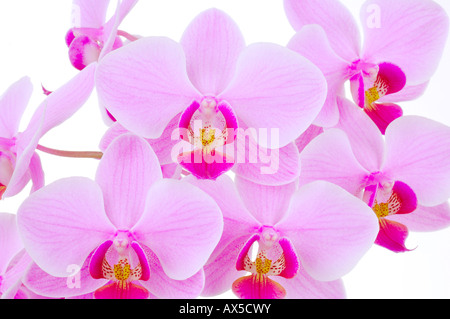 Orchideen (Phalaenopsis sp.) Stockfoto