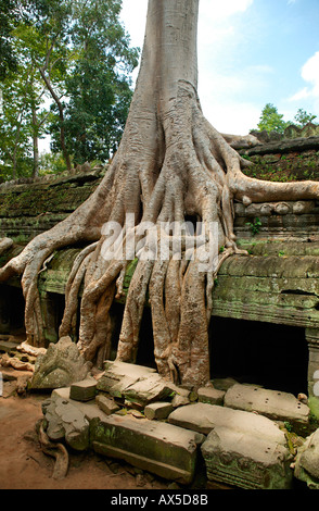 TA Reap Phrom Tempel Dschungeltempel von Angkor-Siem Kambodscha Asien Stockfoto