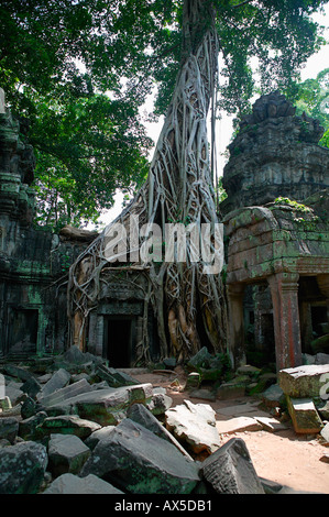 TA Reap Phrom Tempel Dschungeltempel von Angkor-Siem Kambodscha Asien Stockfoto