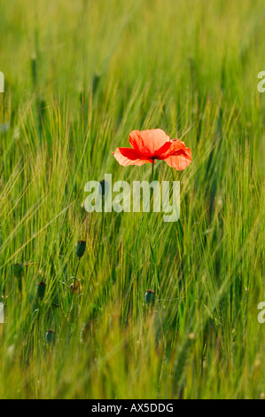 Roter Mohn (Papaver Rhoeas) wächst in einem Gerstenfeld Stockfoto