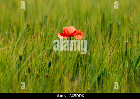 Roter Mohn (Papaver Rhoeas) wächst in einem Gerstenfeld Stockfoto