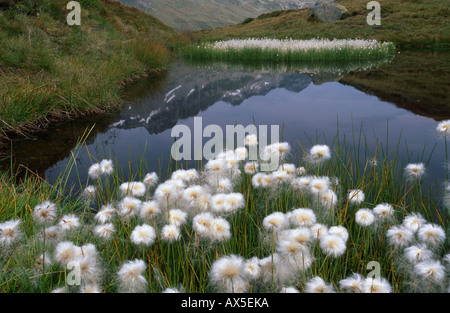 Teich mit Wollgras Stockfoto