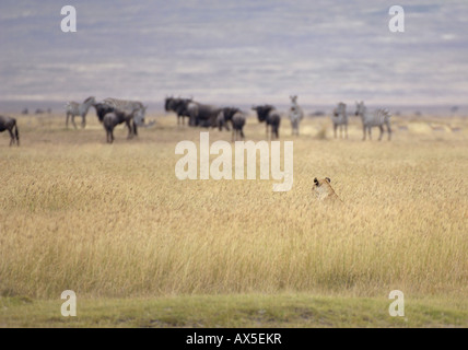 Löwe (Panthera Leo) Morgen Jagd, Löwen beobachten seine Beute, Ngorongoro Crater, Tansania Stockfoto