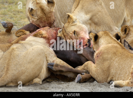 Löwe (Panthera Leo) Morgen Jagd, packen Löwen Fütterung, Ngorongoro Crater, Tansania Stockfoto