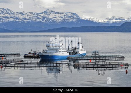 Angelboot/Fischerboot an eine Lachsfarm in Lofoten, Norwegen, Skandinavien, Europa Stockfoto