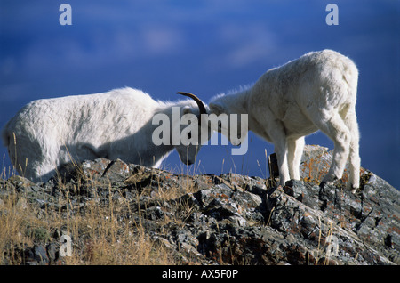 Dall-Schafe (Ovis Dalli), Mutterschaf mit Lamm, Kluane National Park, Kanada Stockfoto