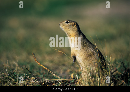 Richardson's Ziesel (Spermophilus Richardsonii) Stockfoto