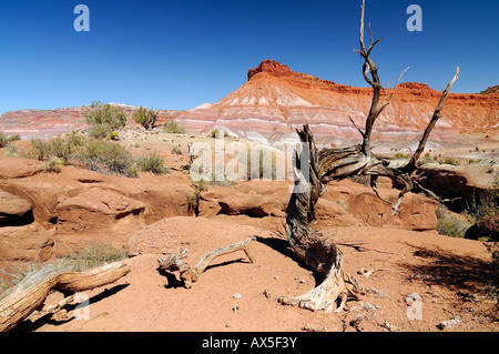 Ausgetrockneter Utah-Wacholder (Juniperus Osteosperma) in der Wüste vor Sandsteingebirge, erodiert Landschaft entlang der Paria R Stockfoto