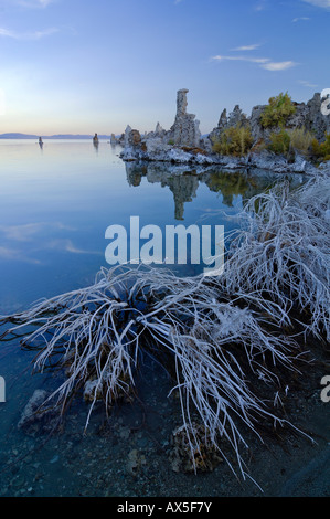 Seltsame Tuff Felsformationen und Salz bedeckten Pflanzen, Mono Lake (alkalischen See), Lee Vining, California, USA Stockfoto